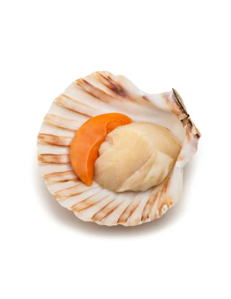 Ria Scallops in Marinera Sauce